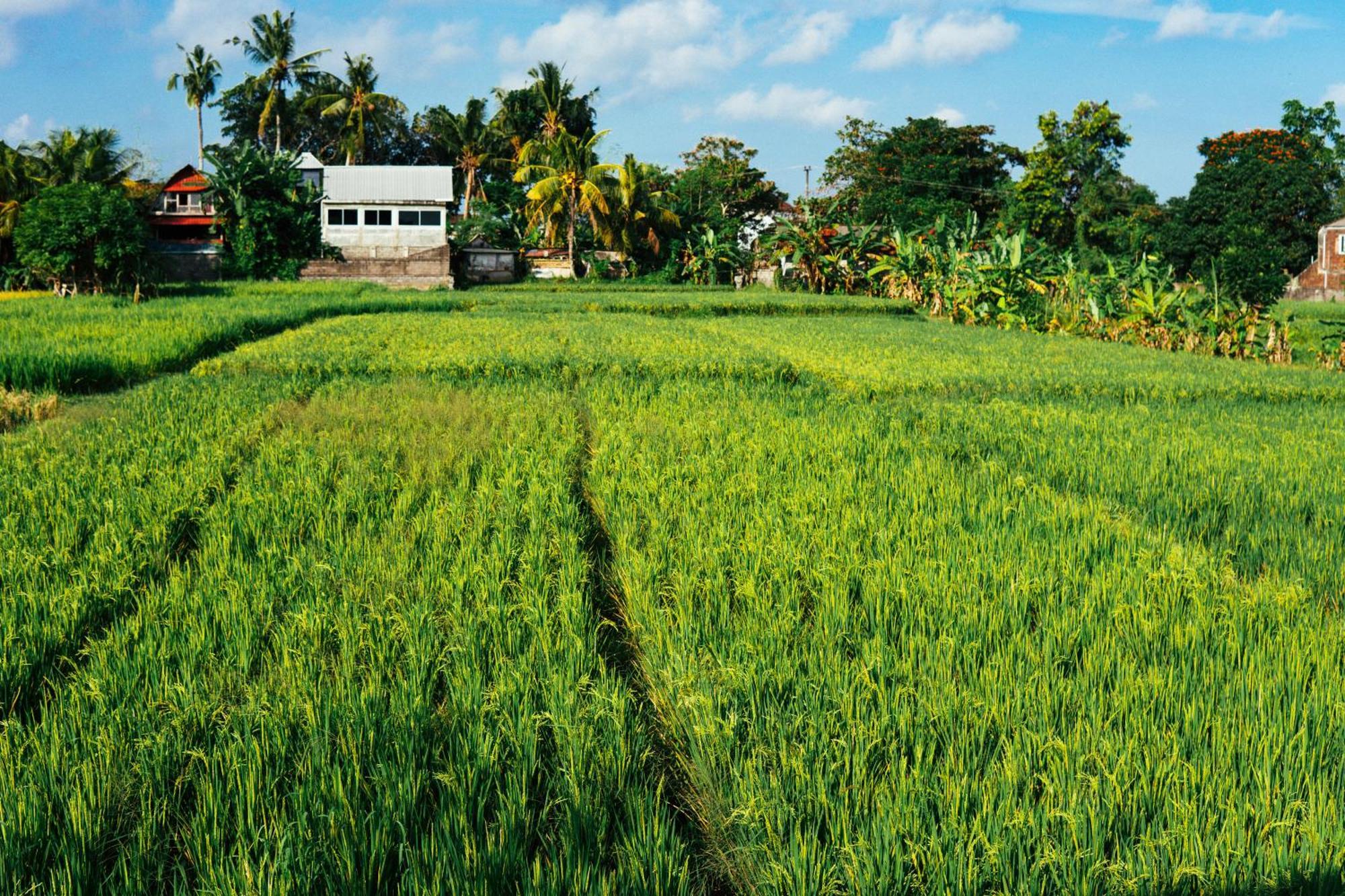 Tut Winten Villa Ubud المظهر الخارجي الصورة